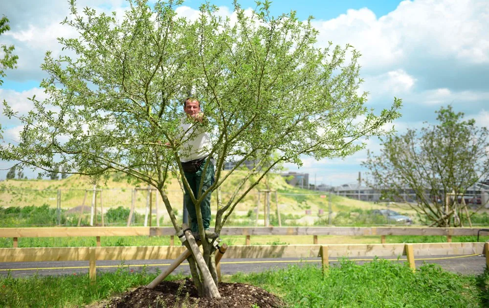 Mitarbeiter auf einer Leiter an einem frisch gepflanzten Großbaum