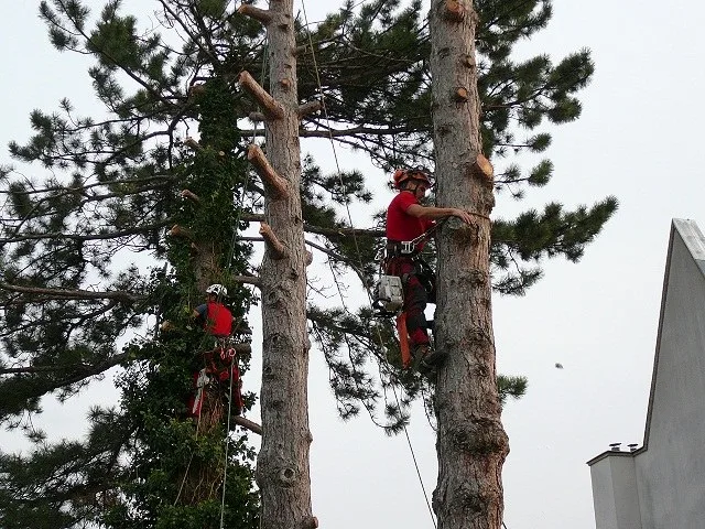 Zwei Baumpfleger mit Seilen an hohen Kiefernstämmen