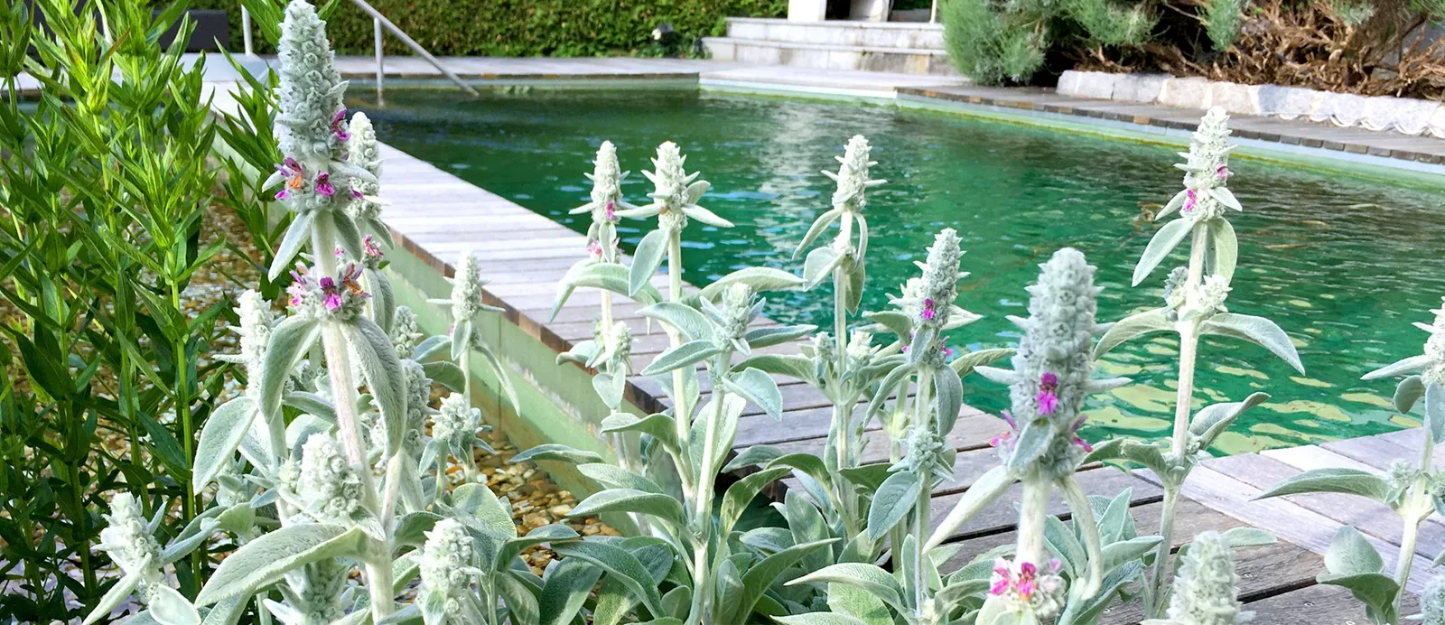 Biopool mit Holzdeck, vorne silbriger Woll-Ziest