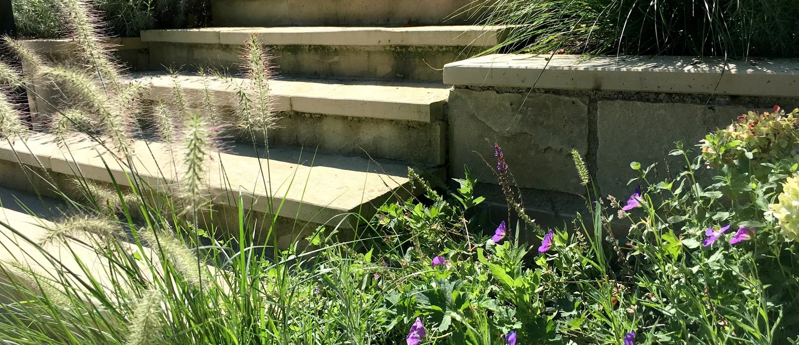 Sitzstufen aus Beton mit Gräsern und violett blühenden Stauden