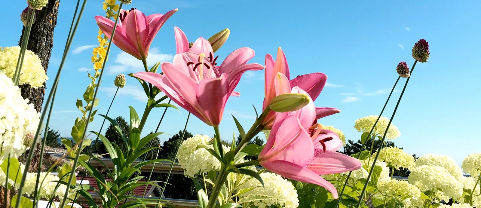 Rosa Lilien, Hortensien und Zierlauch vor blauem Himmel