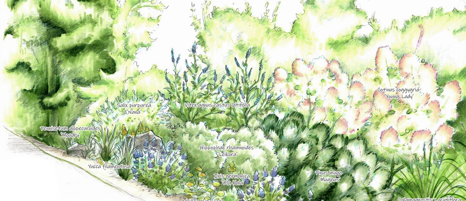Aquarellierte Handskizze einer Beetgestaltung