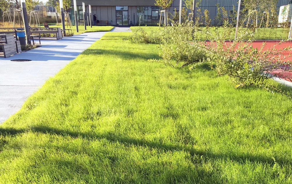 Frische Rasenfläche mit Staudenstreifen neben einem Gebäude