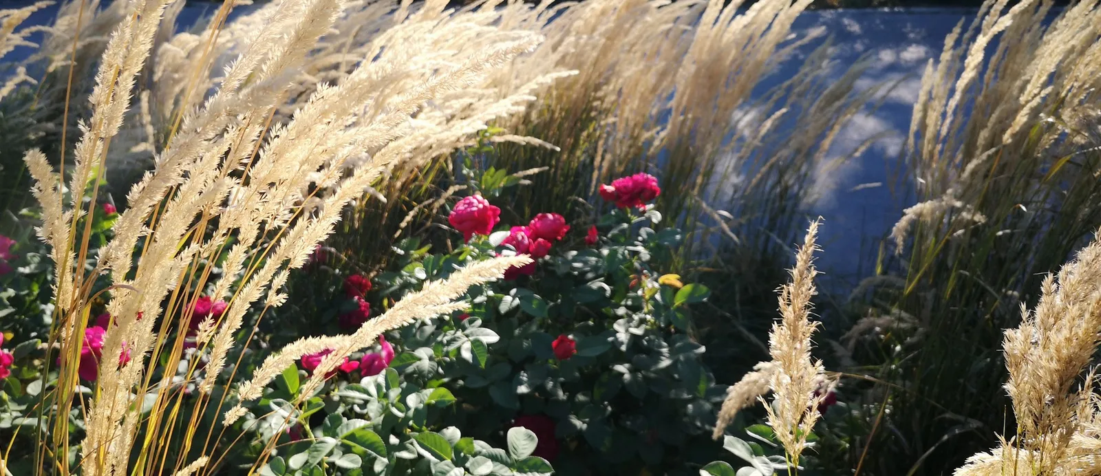 Hohe Gräser und rote Rosen in einer Pflanzung