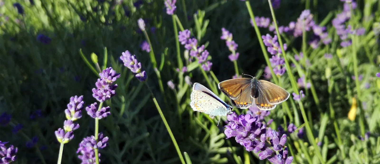 Lavendelblüten mit einem Schmetterling