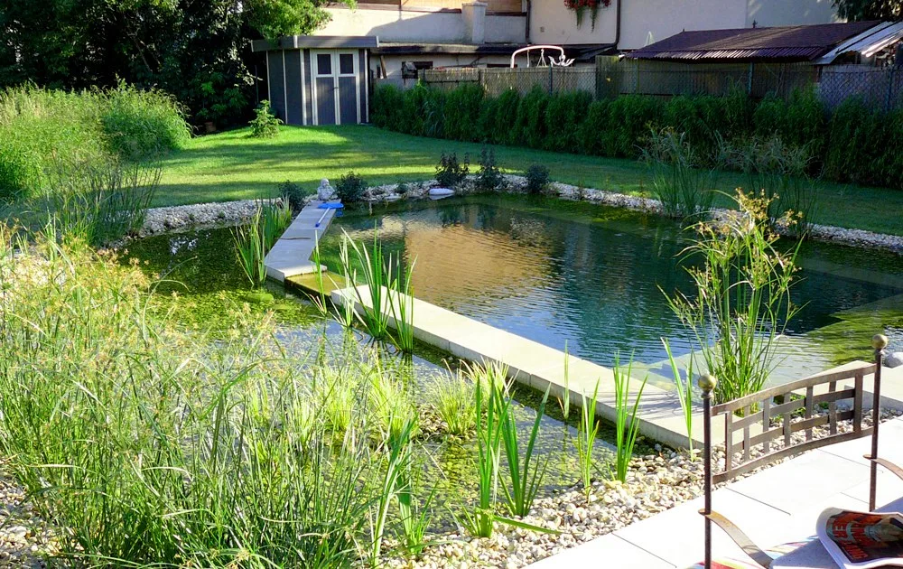 Schwimmteich mit Steg, Schilf und üppiger Uferbepflanzung