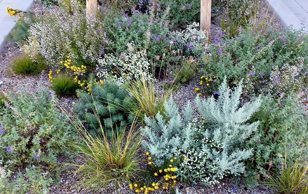Trockenheitsverträgliche Stauden mit silbrigem Laub und gelben Blüten